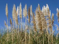 <em>Cortaderia selloana</em> (pampas grass) Image © Murray Dawson 