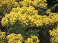 Ragwort.