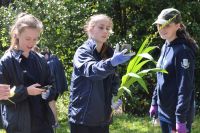 Students adding a weed observation to NatureWatch NZ 