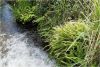 A geothermal streamside at Spa (Otumuheke) Stream, Taupo, with native ladder fern (<em>Nephrolepis flexuosa</em>), Christella ‘thermal’, inkberry (<em>Dianella nigra</em>), and adventive blackberry (<em>Rubus fruticosus</em>) (Bruce Burns)