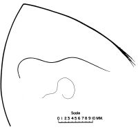 Fig. 15. Pig (<em>Sus scrofa</em>) hair profiles showing the flagged or frayed tip