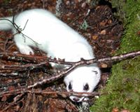 Stoat with transmitter, Craigieburn. Image – Paul Horton