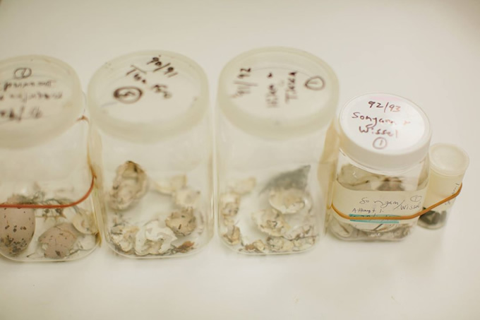 Samples of kōkako egg remains collected from various possum and stoat ravaged nests.