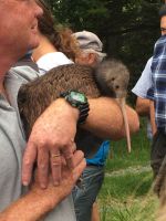 Whangarei Heads kiwi release March 2018