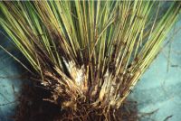 Suspected crown rot fungus in Australia we hope to find again