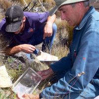 Lindsay releasing hieracium gall wasps.