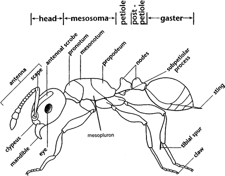A typical myrmicine (Redrawn from: Shattuck 1999) 