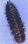 Hide beetle larva