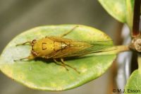 April Green Cicada: <em>Kikihia ochrina</em>