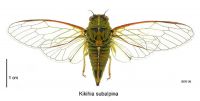 <em>Kikihia subalpina</em> dorsal view