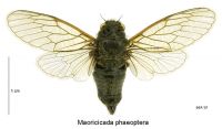 <em>Maoricicada phaeoptera</em> male