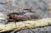 Sand Dune Redtail Cicada: <em>Rhodopsalta leptomera</em> 