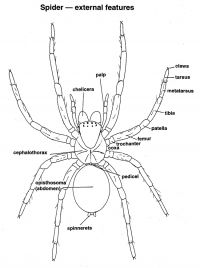 Spider - External features