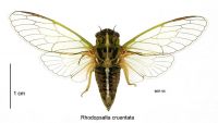 <em>Rhodopsalta cruentata</em> female 