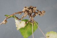 Stem galls on houhere (<em>Hoheria glabrata</em>) caused by the mite Eriophyes hoheriae. Image - R.E. Beever