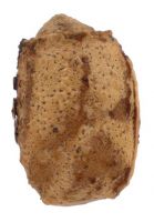 A <em>Clitarchus hookeri</em> egg from Wellington. Image - B. Rhode