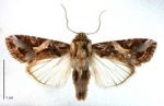 Tropical army moth