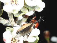 March fly (<em>Dilophus nigrostigma</em>)