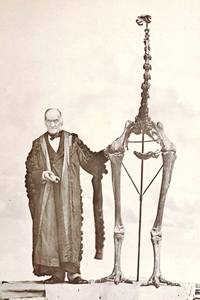 Richard Owen standing beside a reconstructed moa skeleton. Owen was the first to recognise bone fragments from New Zealand as being from a large extinct ratite bird.