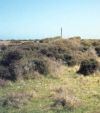 Coprosma shrubland, Birdlings Flat, Christchurch