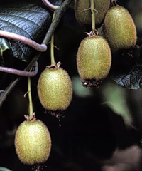 Kiwifruit