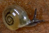 crystal snail, Zonitidae: <em>Vitrea crystallina</em> (Mūller, 1774)
