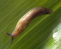 glade slug, Arionidae: <em>Arion intermedius</em> Normand, 1852 