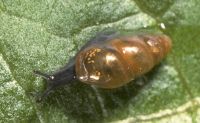 slippery moss snail, Cochlicopidae: <em>Cochlicopa lubrica</em> (Mūller, 1774)
