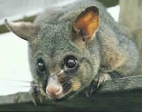 Brushtail possum