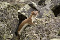 Stoat