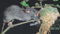 Rat eating a fantail chick taken from its nest. Image - Nga Manu Images.