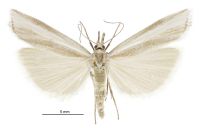 Orocrambus vulgaris (female). Crambidae: Crambinae. Endemic
