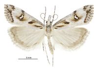 Gadira leucophthalma (male). Crambidae: Crambinae. Endemic