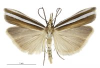 Orocrambus siriellus (female). Crambidae: Crambinae. Endemic