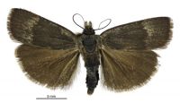 Orocrambus melampetrus (female). Crambidae: Crambinae. Endemic