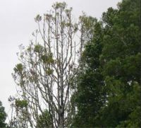 Left kauri tree showing dieback and healthy tree on right.