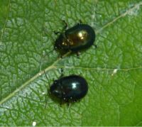 One of the beetles (Chrysolina varians) that will be further investigated. Image - CABI Europe-Switzerland