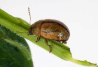 Consideration was given early on to the likelihood the broom leaf beetle might damage tree lucerne.
