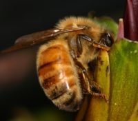 <b>Honeybees (<em>Apis mellifera</em>)</b>: but honeybees have a different pattern of colouration on the abdomen, which is a dull colour. Honeybees have more hairs on their body, and larger (wider) back legs to help them collect pollen.. Image - Sascha Koch