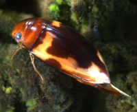 Dytiscid adult beetle