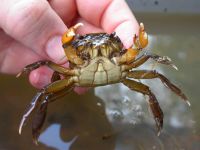 Freshwater crab species 2, crustacea