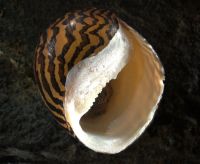 Neritid (species 1 ventral) mollusc