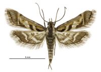 Diasemia grammalis (male). Crambidae: Spilomelinae. Endemic