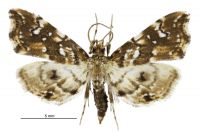 Musotima nitidalis (male). Crambidae: Musotiminae. Native