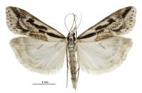 Scoparia s.l. clavata (male). Crambidae: Scopariinae. Endemic