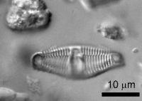 <em>Dimeregramma maculatum</em> fo. <em>mercuryensis</em>; image by Cathy Kilroy (NIWA)