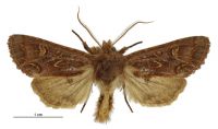 Graphania fenwicki (female). Noctuidae: Noctuinae. 