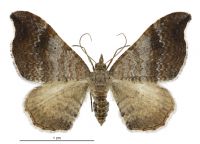 Homodotis megaspilata (female). Geometridae: Larentiinae. 
