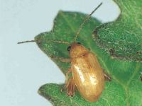 Ragwort flea beetle  