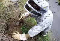Landcare Research scientist Dr Bob Brown excavates a wasp nest.  